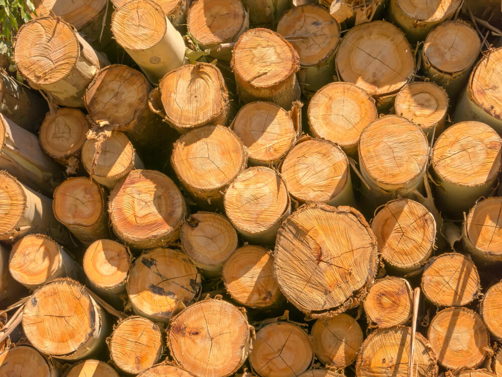 kayu-sengon